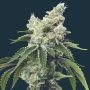 Grandiflora Guava Marijuana Strain by Mavericks Genetics For Sale Online at Cannabis Seeds Outlet