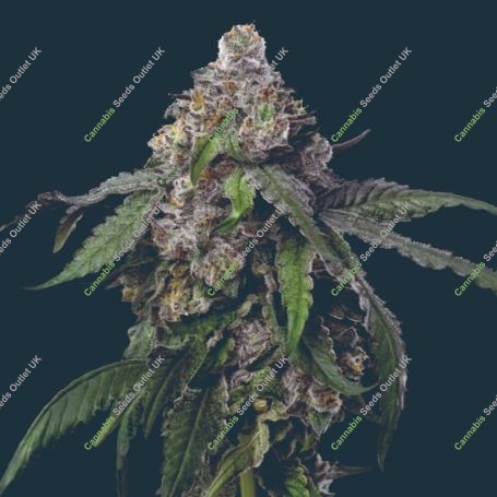 Gush Mints Feminized Marijuana Strain by Mavericks Genetics For Sale Online at Cannabis Seeds Outlet