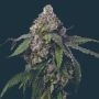 Gush Mints Feminized Marijuana Strain by Mavericks Genetics For Sale Online at Cannabis Seeds Outlet