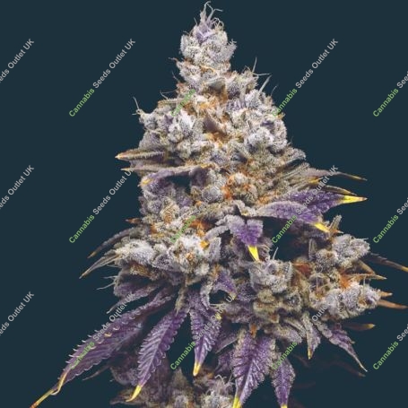 Jasmine Panna Cotta Marijuana Strain by Mavericks Genetics For Sale Online at Cannabis Seeds Outlet
