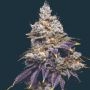Jasmine Panna Cotta Marijuana Strain by Mavericks Genetics For Sale Online at Cannabis Seeds Outlet