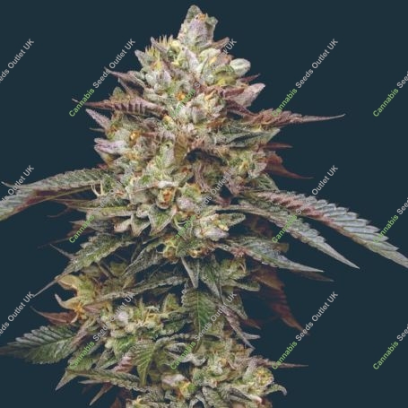 Kiwi x Cookie Dog Auto Marijuana Strain by Mavericks Genetics For Sale Online at Cannabis Seeds Outlet