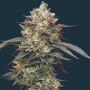 Kiwi x Cookie Dog Auto Marijuana Strain by Mavericks Genetics For Sale Online at Cannabis Seeds Outlet