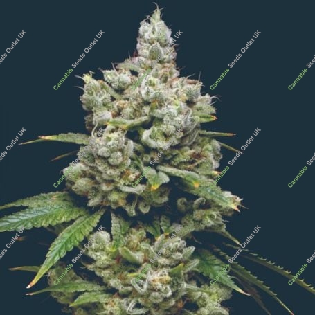 Kiwi x Papaya Feminized Marijuana Strain by Mavericks Genetics For Sale Online at Cannabis Seeds Outlet
