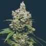 Kiwi x Papaya Feminized Marijuana Strain by Mavericks Genetics For Sale Online at Cannabis Seeds Outlet