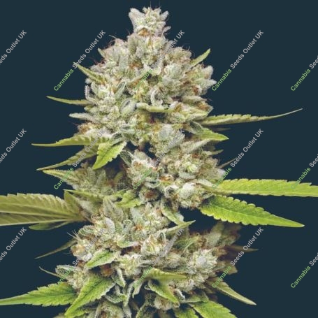 Lemon Blueberry Feminized Marijuana Strain by Mavericks Genetics For Sale Online at Cannabis Seeds Outlet