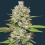 Lemon Blueberry Feminized Marijuana Strain by Mavericks Genetics For Sale Online at Cannabis Seeds Outlet