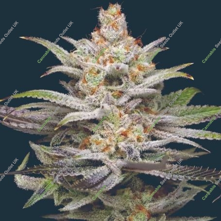 Lime Spritzer Auto Marijuana Strain by Mavericks Genetics For Sale Online at Cannabis Seeds Outlet