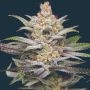 Lime Spritzer Auto Marijuana Strain by Mavericks Genetics For Sale Online at Cannabis Seeds Outlet