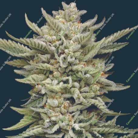 Marathon OG Feminized Marijuana Strain by Mavericks Genetics For Sale Online at Cannabis Seeds Outlet