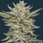 Marathon OG Feminized Marijuana Strain by Mavericks Genetics For Sale Online at Cannabis Seeds Outlet