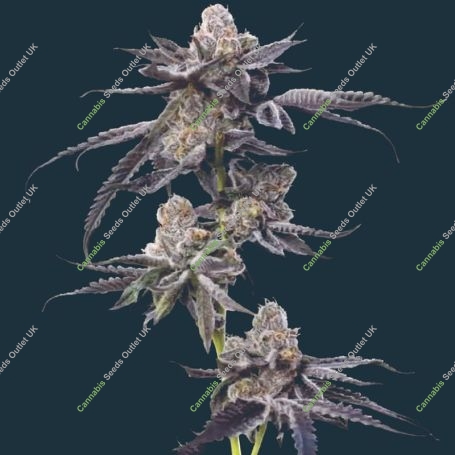Motor Breath Feminized Marijuana Strain by Mavericks Genetics For Sale Online at Cannabis Seeds Outlet