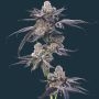 Motor Breath Feminized Marijuana Strain by Mavericks Genetics For Sale Online at Cannabis Seeds Outlet