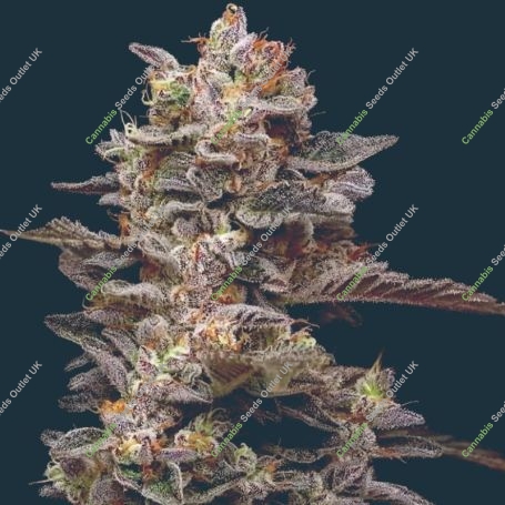 Munyunz Feminized Marijuana Strain by Mavericks Genetics For Sale Online at Cannabis Seeds Outlet