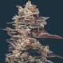 Munyunz Feminized Marijuana Strain by Mavericks Genetics For Sale Online at Cannabis Seeds Outlet