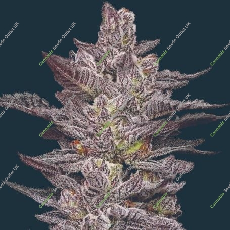 Oreoz Feminized Marijuana Strain by Mavericks Genetics For Sale Online at Cannabis Seeds Outlet