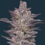 Oreoz Feminized Marijuana Strain by Mavericks Genetics For Sale Online at Cannabis Seeds Outlet