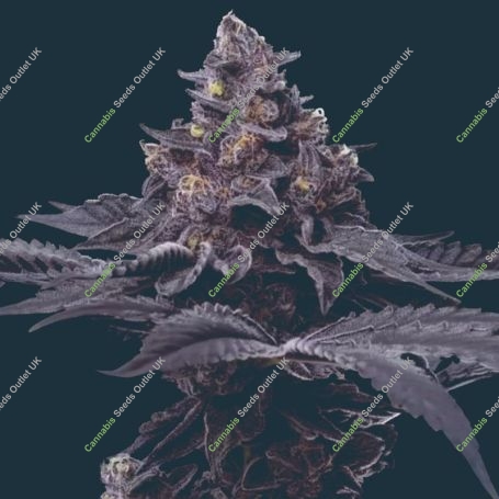 Peanut Butter Breath Marijuana Strain by Mavericks Genetics For Sale Online at Cannabis Seeds Outlet