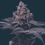 Peanut Butter Breath Marijuana Strain by Mavericks Genetics For Sale Online at Cannabis Seeds Outlet