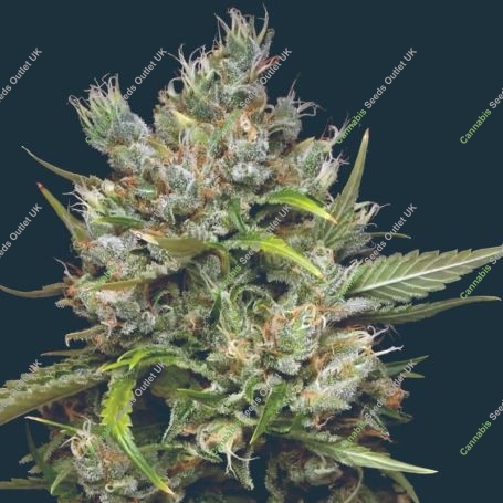 Permanent Marker Marijuana Strain by Mavericks Genetics For Sale Online at Cannabis Seeds Outlet