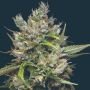 Permanent Marker Marijuana Strain by Mavericks Genetics For Sale Online at Cannabis Seeds Outlet