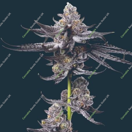 Platinum OG Feminized Marijuana Strain by Mavericks Genetics For Sale Online at Cannabis Seeds Outlet