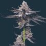 Platinum OG Feminized Marijuana Strain by Mavericks Genetics For Sale Online at Cannabis Seeds Outlet