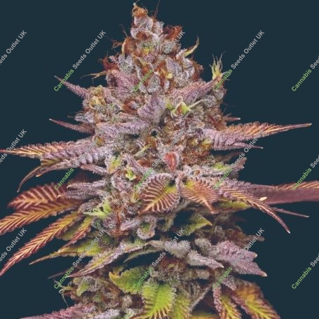 Poison Runtz Feminized Marijuana Strain by Mavericks Genetics For Sale Online at Cannabis Seeds Outlet