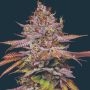 Poison Runtz Feminized Marijuana Strain by Mavericks Genetics For Sale Online at Cannabis Seeds Outlet