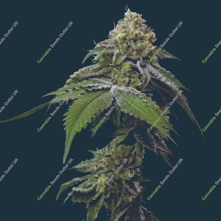 RS11 Feminized Marijuana Strain by Mavericks Genetics For Sale Online at Cannabis Seeds Outlet