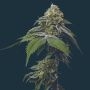 RS11 Feminized Marijuana Strain by Mavericks Genetics For Sale Online at Cannabis Seeds Outlet