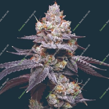 Thin Mint Auto Marijuana Strain by Mavericks Genetics For Sale Online at Cannabis Seeds Outlet