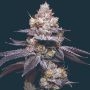 Thin Mint Auto Marijuana Strain by Mavericks Genetics For Sale Online at Cannabis Seeds Outlet
