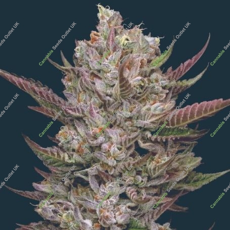 Tropicana Cherry Marijuana Strain by Mavericks Genetics For Sale Online at Cannabis Seeds Outlet