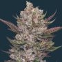 Tropicana Cherry Marijuana Strain by Mavericks Genetics For Sale Online at Cannabis Seeds Outlet