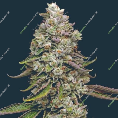 True OG Feminized Marijuana Strain by Mavericks Genetics For Sale Online at Cannabis Seeds Outlet