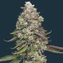 True OG Feminized Marijuana Strain by Mavericks Genetics For Sale Online at Cannabis Seeds Outlet
