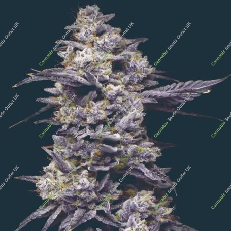Twix Milkshake Feminized Marijuana Strain by Mavericks Genetics For Sale Online at Cannabis Seeds Outlet