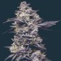 Twix Milkshake Feminized Marijuana Strain by Mavericks Genetics For Sale Online at Cannabis Seeds Outlet