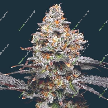 Zerealz Feminized Marijuana Strain by Mavericks Genetics For Sale Online at Cannabis Seeds Outlet