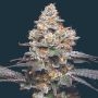 Zerealz Feminized Marijuana Strain by Mavericks Genetics For Sale Online at Cannabis Seeds Outlet