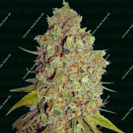 Agent Murphy Feminized Marijuana Strain by Narcos Seedbank For Sale Online at Cannabis Seeds Outlet