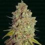 Agent Murphy Feminized Marijuana Strain by Narcos Seedbank For Sale Online at Cannabis Seeds Outlet