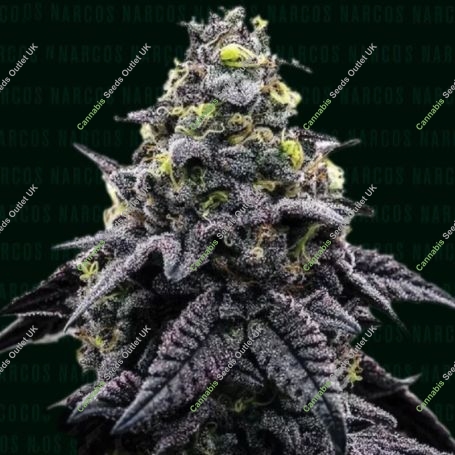 AK47 Automatico Marijuana Strain by Narcos Seedbank For Sale Online at Cannabis Seeds Outlet
