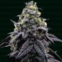 AK47 Automatico Marijuana Strain by Narcos Seedbank For Sale Online at Cannabis Seeds Outlet