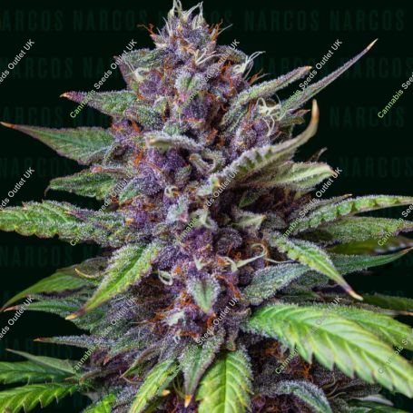 Agent Murphy Feminized Marijuana Strain by Narcos Seedbank For Sale Online at Cannabis Seeds Outlet