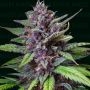 Agent Murphy Feminized Marijuana Strain by Narcos Seedbank For Sale Online at Cannabis Seeds Outlet