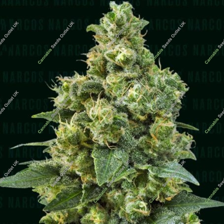 Cali Critical Power Marijuana Strain by Narcos Seedbank For Sale Online at Cannabis Seeds Outlet