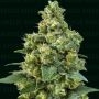 Cali Critical Power Marijuana Strain by Narcos Seedbank For Sale Online at Cannabis Seeds Outlet