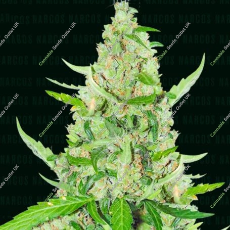 El Limon Feminized Marijuana Strain by Narcos Seedbank For Sale Online at Cannabis Seeds Outlet